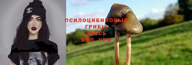 Галлюциногенные грибы Psilocybine cubensis Суоярви